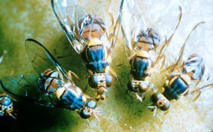 flies-turn-to-alcohol