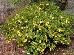 lemon_tree_berkeley1