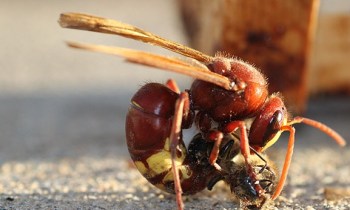 vespa_orientalis