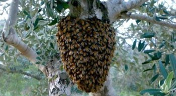 10012484_1485656561652922_651325665903169712_n