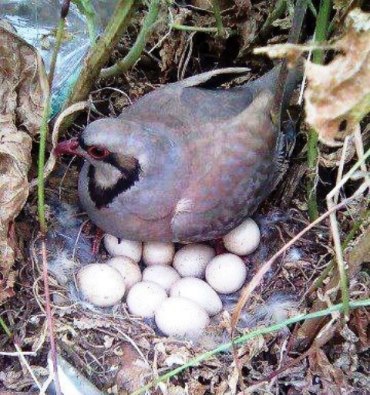 625539_562002410487104_1827583134_n