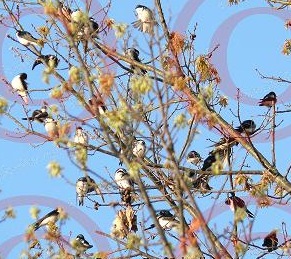 Swarthout County Park.