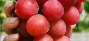 JAPAN-LIFESTYLE-FOOD-CULTURE-FILES