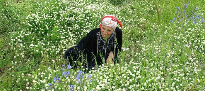 2015-5-6-efrin-bilbile-careseriya-ji-lewrareji-bili-ceh-u-keyi-1