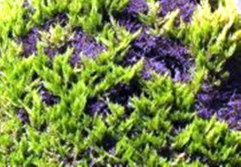 564249_3804708481311_856151931_a