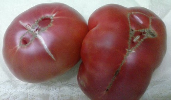 11745702_995539257133342_4235602355898805058_n