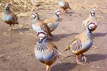 13315500_522548544595898_6819594231241760814_n