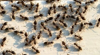 Ants congregating on a white painted gate