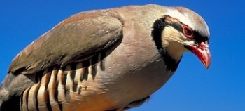 chukar-13945