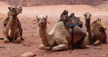dromedaries