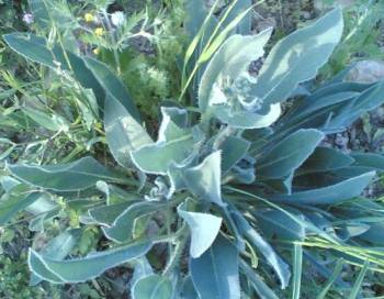 بالصور_فوائد_عشبة_لسان_0