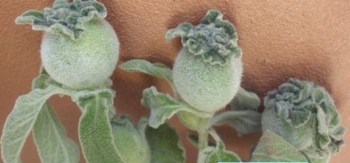 10168011_279262198910566_2105443689043439181_n