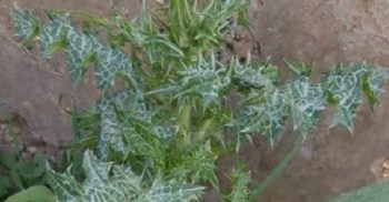 11043274_1614237155461528_1875354757559700215_n (1)