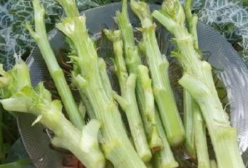 11043274_1614237155461528_1875354757559700215_n