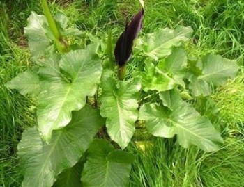 11081030_864271976965750_1190332350588793727_n