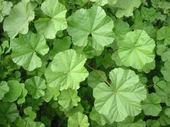 12645151_1698163720431194_5192463489375779539_n