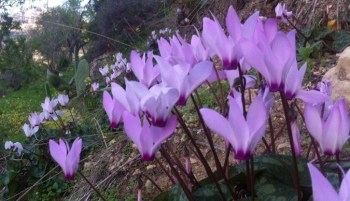 1795634_594475860632515_1805218513_n