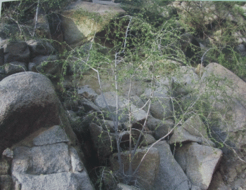 2dfbaf17f96ff46b7dd26d15eaabc8aa