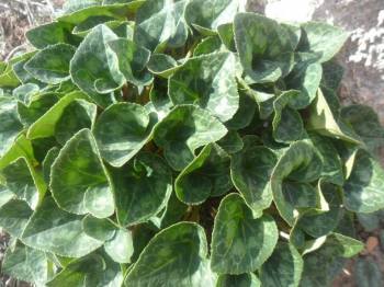 971737_693919270639445_167770608_n