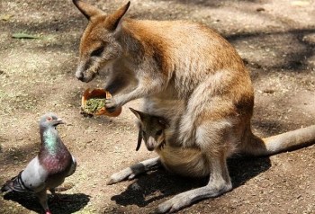 Animals - Wallaby and pigeon - Anne Cameron Hot Spot Media DM 14 06 09_mini