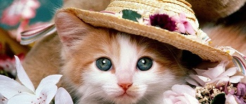 d93da3794440977e1588bde5566560861