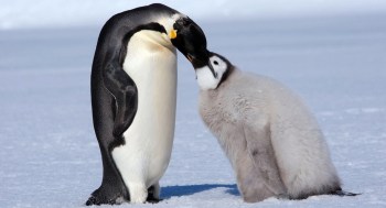 Penguin Mating Season
