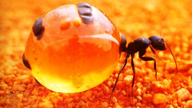 pots-de-fourmis-a-miel-les-fourmis-recueillir-le-miel-tout-aussi-recolte-par-les-abeilles-1