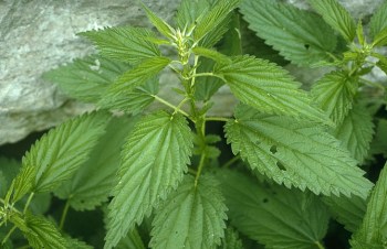 stingingnettle