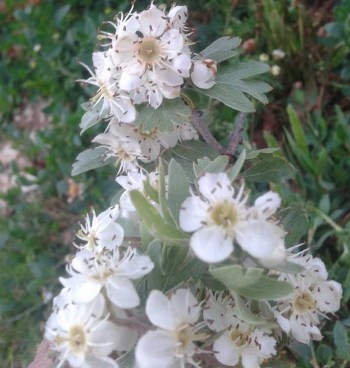 10397821_1559746334299552_4930287084722955551_n