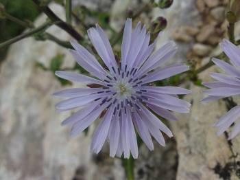 10603684_1093122334035304_8216744661997290413_n