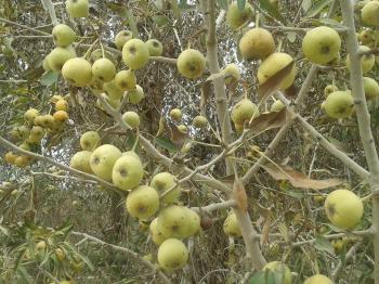 10665138_1552801691605075_1429202090518911390_n