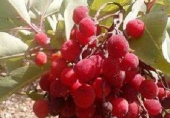 1394048_215674431936010_635357607_n1