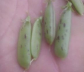 1959644_832311830175700_1592524211085621997_n