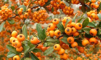 alfriends-284249a1f8