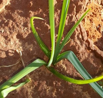 12346513_942000759216583_2776528451293782673_n