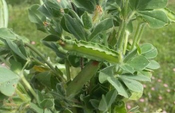 17326_441960559312079_4385429911708287298_n