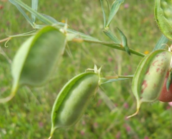 11680_441961099312025_4182954451818401588_n1