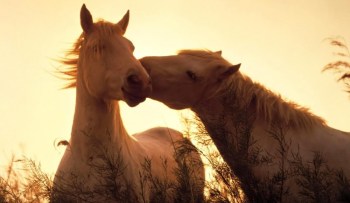 داحس والغبراء