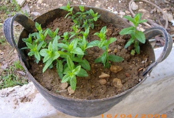 3898_1147145123888_5059092_n