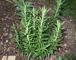 10178014_10151976215986642_3205792119582120659_n