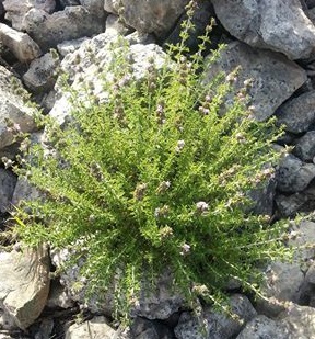 10363568_1494962847388960_5244122873426313256_n