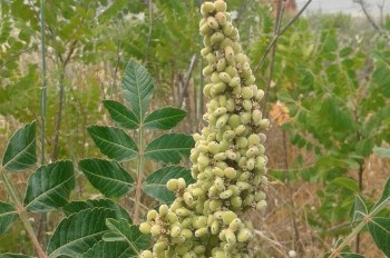 10561619_377132422439327_2615870466663776565_n