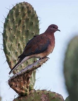 1526765_1495245564027355_4046916564293877118_n