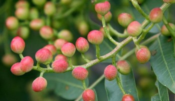 Pistacia_palaestina_flower3