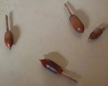 12583768_610216105796683_2103759295_n