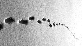 Rabbitt tracks pierce the stark winter landscape near Castle Creek on a pristine blue sky day. Dan Bayer photo.