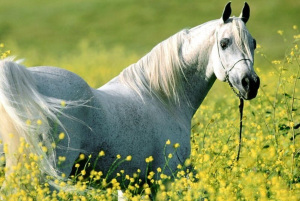 white20horse20and20flowers