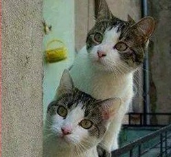 10592888_545734028888738_6485298022991332010_n