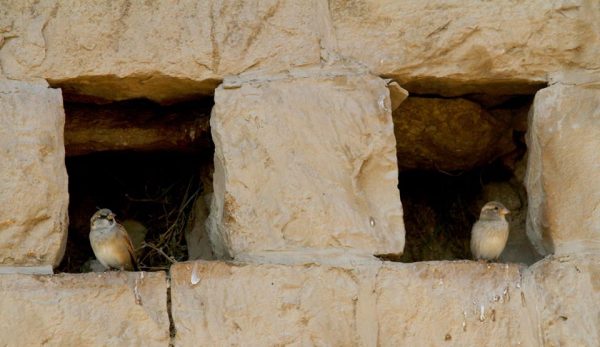 10610810_759153154154681_6597766245692558362_n