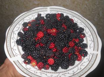 1610926_515916575227577_5681169571657253942_n